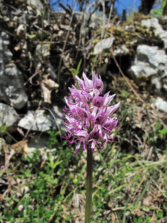 Orchis simia